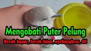 Mengobati puter pelung berak putih, berak hijau, nyekungkrus, nyilet, tidak sehat sampai sembuh