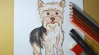 Como desenhar um cachorrinho Yorkshire