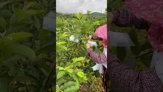 Guava Bagging Technique for the Best Quality #farmingtech