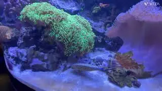 EPCOT Journey of Water Inspired by Moana