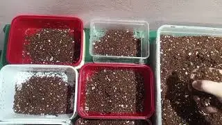 Mixing soil for our reptiles