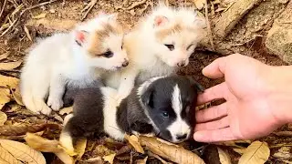 Потрясён! Щенок 🐶 живёт вместе с маленькой лисой 🦊 в укромном уголке леса. 🐶🦊❤❤❤