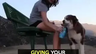 Portable Dog Water Bottle