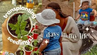 A FEW DAYS IN MY LIFE 🌱 Gardening with my Toddler & Building a Chicken Coop on the Homestead!