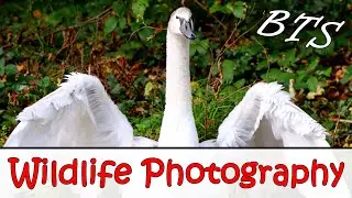 Видеоблог о фотографии дикой природы | Использование Canon 250D и объектива Sigma 150-600mm C