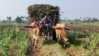 Bullock Cart Heavy Loaded Pulling // Bullock Cart Riding \\ Cow Videos