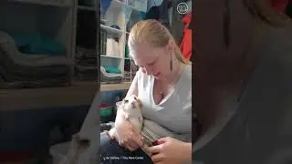 The cutest guinea pig nail trim EVER?!