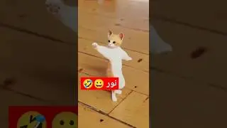 الاكتر طلبا..نور#نور #العراق_السعودية_قطر_الامارات_الكويت_البحرين_اليمن #الجزائر #اكسبلور#cat #funny