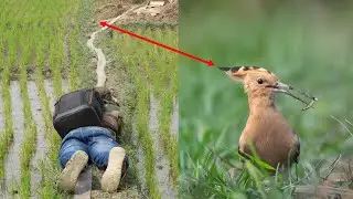 Bird Photography Tips and Tricks in Hindi  | Wildlife Photography Tutorial in Hindi |