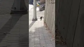 Cat walking on the sidewalk#Short