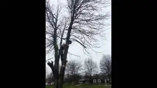 Johns tree service 2
