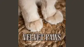 Velvet Paws