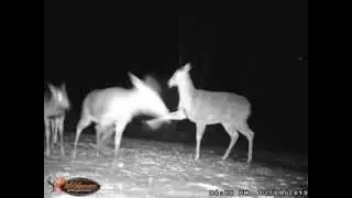 Wildberry Glen- Doe (video #2) Winter 2013