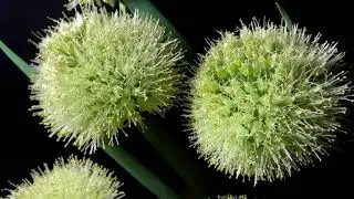 Onion Flowers -  Mobile Video - creating music with Mixcraft 8 Pro Studio