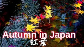 Momiji and Tradition: The Japanese Love Affair with Autumn Maples