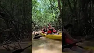 Life at the Sea Tours - Mangrove Kayak Tour