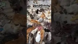 Cats of Palestine😭💔💔 #palestine #cat  #gaza #prayforpalestine #palestinian #palestinelifematters