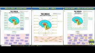 Brain Interactive Google Slides Activities | 24 Options (by Tangstar Science)