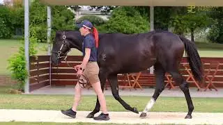 Brazen Beau x Siyaadeh '24 Filly - Shane Nichols Racing