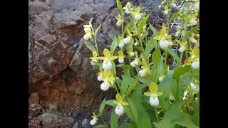 Cypripedium californicum (California lady's slipper)
