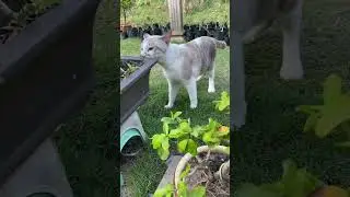 Cat Sniffing😻 #cutecat #sniffing #catlife #trending #viral #shorts