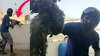 Finally Eagle Azad Kar Diya 🤩 Sab Ke Kehne Py || Mitha pets vlog