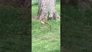 Squirrel playing with dog leash