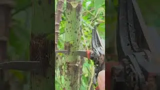 okulasi tunas pohon pepaya #budgrafting  #satisfying #shorts