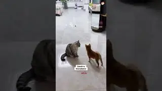 #cats #foryou #mexicanpride #mexico #kenya