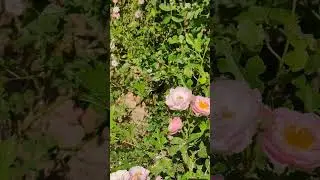 bee slow motion #natural #nature #naturallbeauty #beautiful #naturalbeauty
