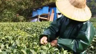 Longjing Tea Picking, Roasting & Processing - West Lake Dragon Well