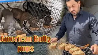 American bully pups (Asad Brohi vlog)