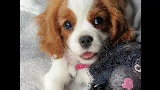 Smart #Dog #Gadgets | #Pet #Gadgets | Cool Dog Gadgets (Best Buy Amazon Link in Description) ☺️☺️☺️