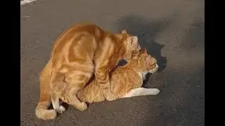 can i spay my cat after mating?