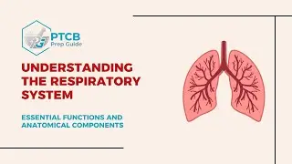 Respiratory System Made EASY for PTCB | Understand the WHY = Remember the Meds!