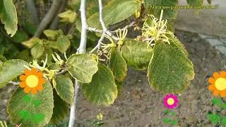 Гамамелис вирджинский. Краткий обзор, описание характеристик hamamelis virginiana