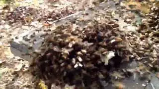 Giving the bees a treat of some one else's honey