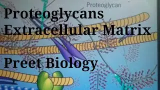 Proteoglycan l Extracellular Matrix l Cell Biology