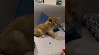 This man has a lion.#animals  #Friendship #Us