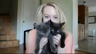 Household Safety Tips for New Kitten Parents