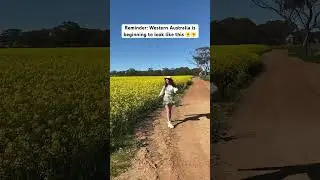 It&rsquo;s canola season in Perth! 😍🌼 #perthlife #westernaustralia