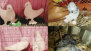 আবারো নতুন মেহমান আমার খামারে ।