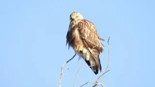 Rough Legged Hawk in Slow Motion