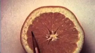 Anatomy of Navel Orange
