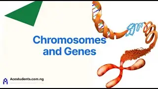 Chromosomes & Genes Explained | WAEC, JAMB & IGCSE Biology Simplified!