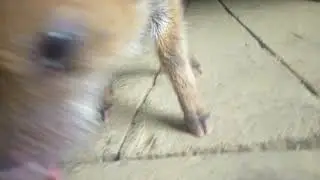 BONDAD ANIMAL