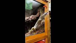 Crazy Monitor Feeding! 😱