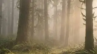 1 Hour Deep Sleep Music to Quiet Your Mind | Insomnia & Anxiety Relief
