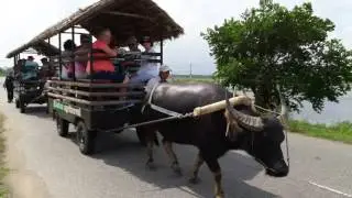Agritravel Buffalo cart