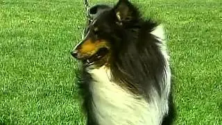 Shetland Sheepdog - AKC Dog Breed Series